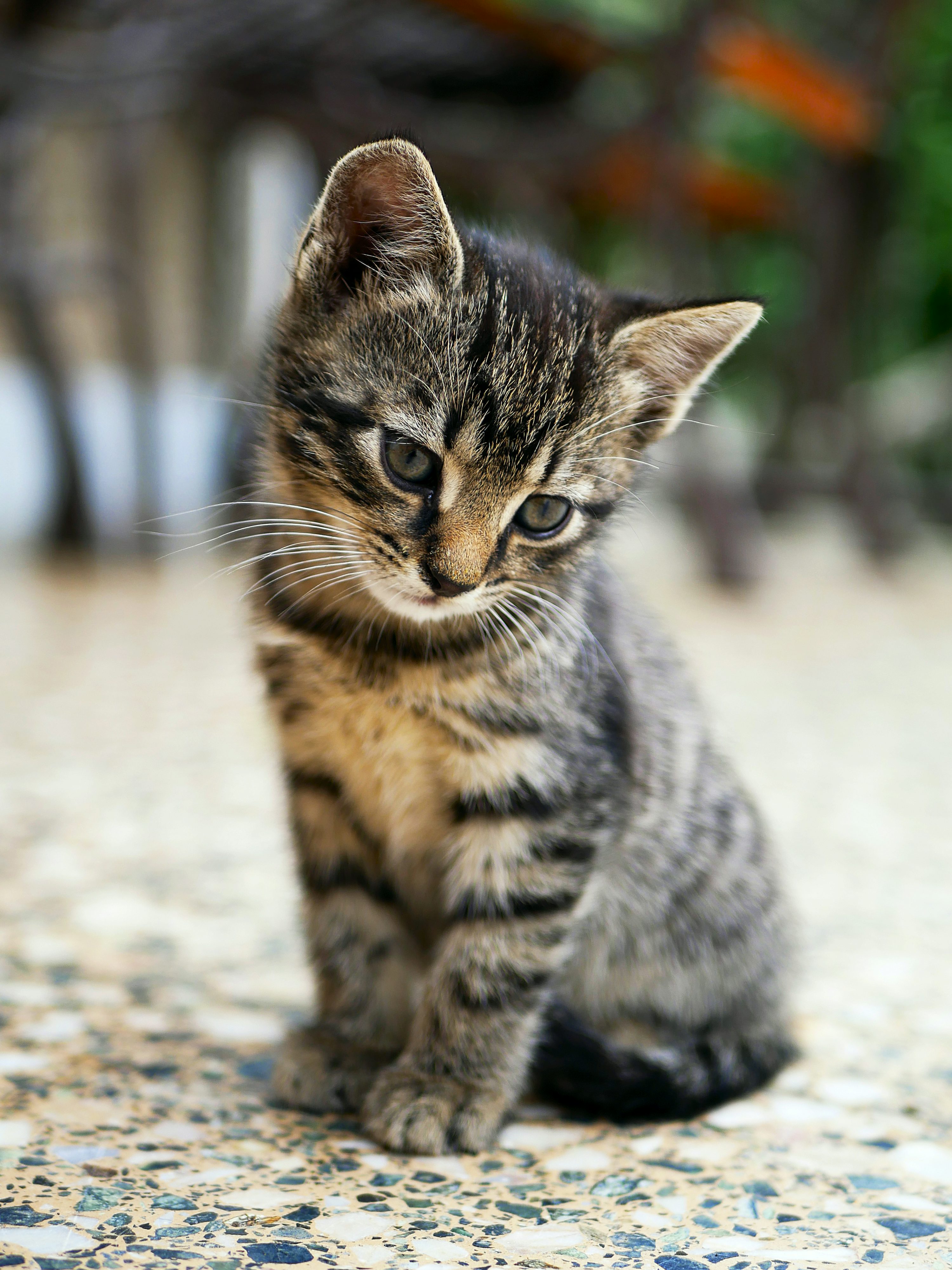 Cat Picture