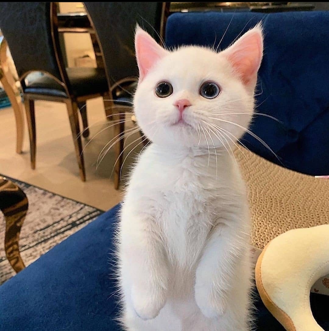 Cat Picture