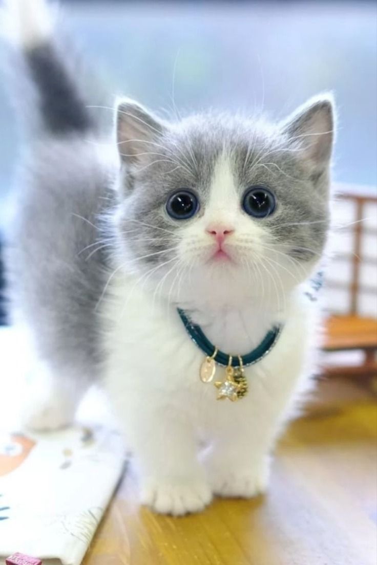 Cat Picture